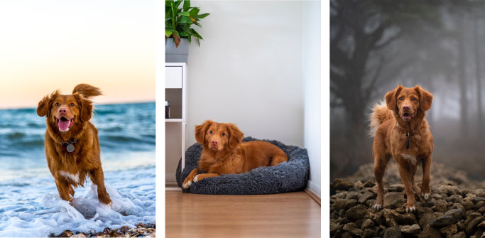 Dog playing in beach, relaxing and walking in mountain