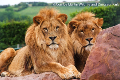 Lions relaxing in nature